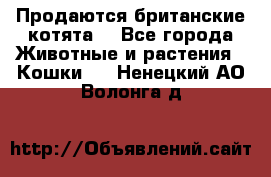 Продаются британские котята  - Все города Животные и растения » Кошки   . Ненецкий АО,Волонга д.